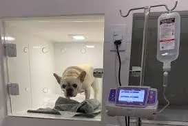 Atendimento veterinário com internação