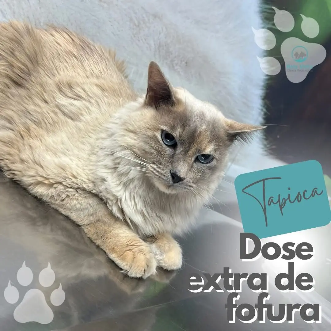 Banho e tosa de cães e gatos
