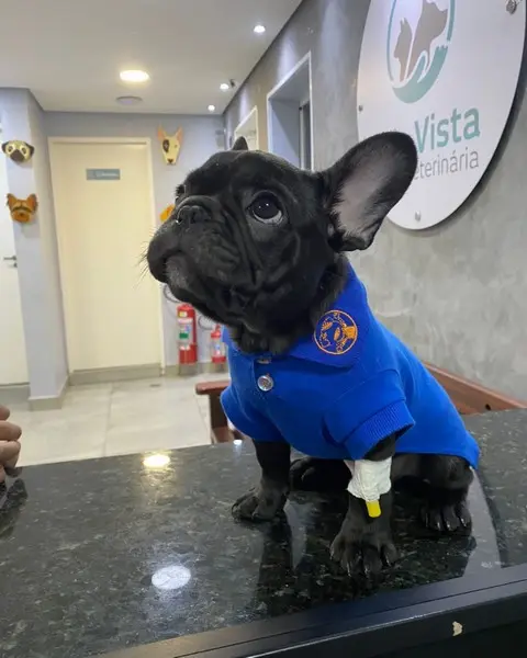 Clínica veterinária para cães e gatos