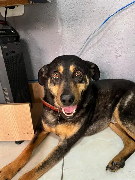 Hemograma para cães em Osasco