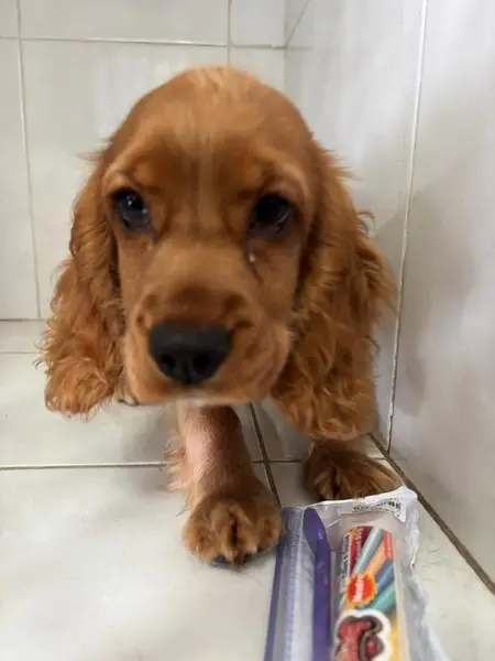 Internação de cachorro em Carapicuíba