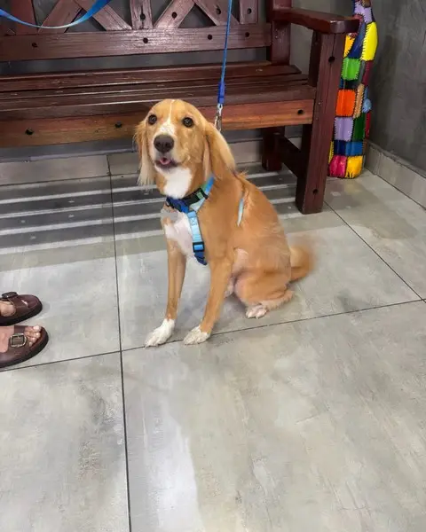 Internação de cachorro em Osasco