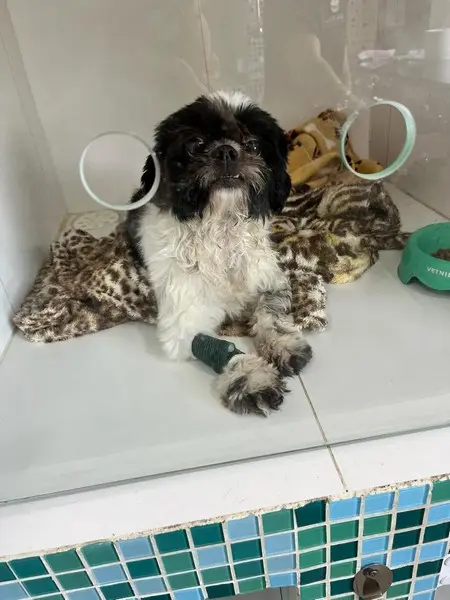 Internação veterinária em Carapicuíba