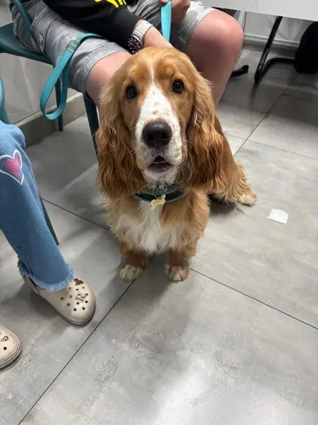 Internação veterinária em Osasco