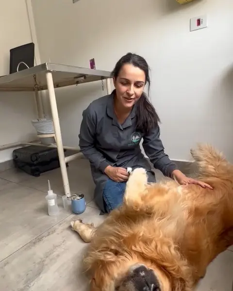 Laboratório de exames veterinários