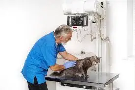 Raio x para gatos em Osasco
