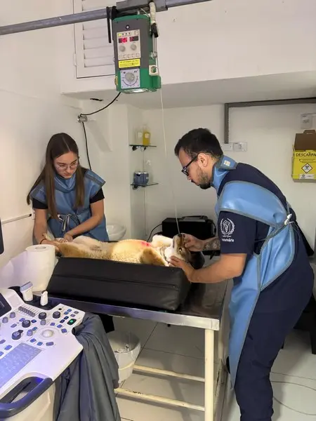Raio x veterinario em Carapicuíba