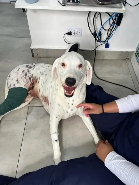 Serviços veterinários em Osasco