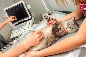 Ultrassom veterinario em Osasco