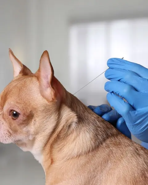 Vacina de raiva para cachorro em Osasco
