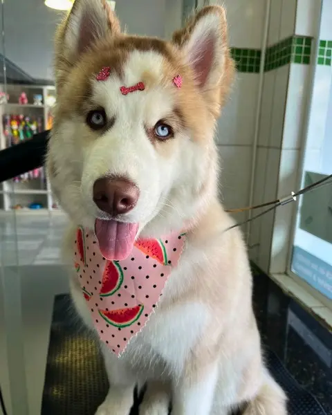 Vacinação para cães