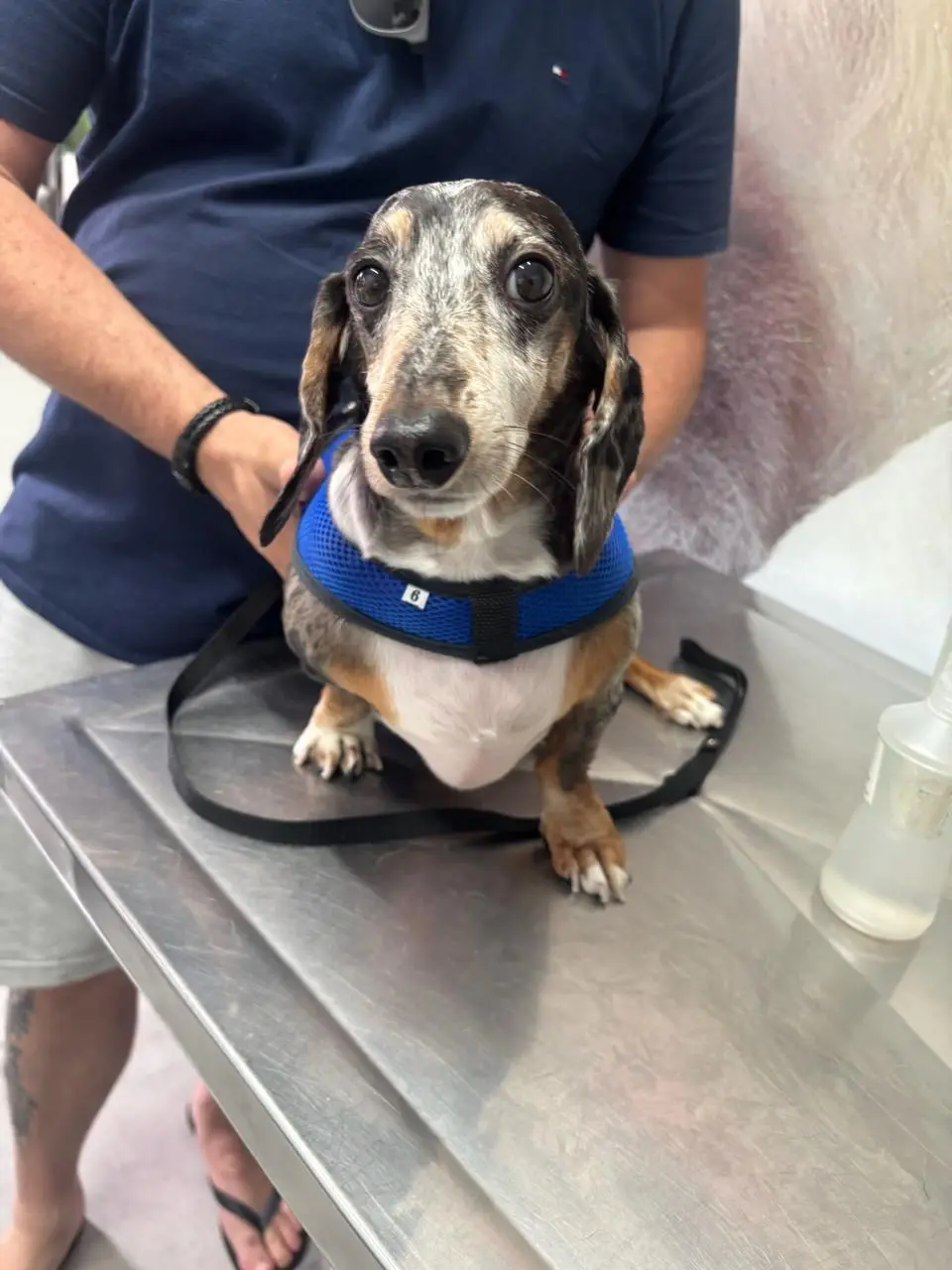 Vacinação para cães em Carapicuíba