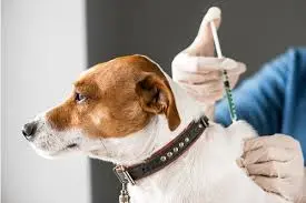 Vacinação para cães em Osasco