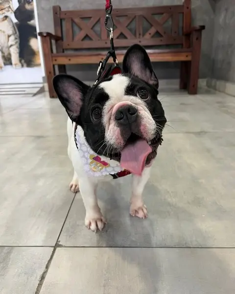 Vacinação veterinária