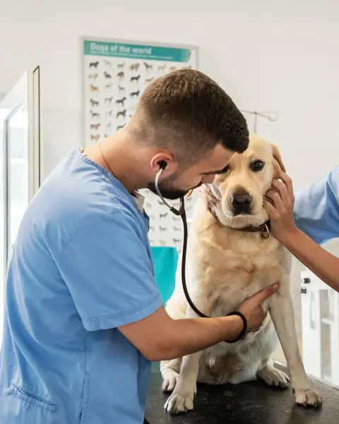 Vacinas para cachorro em Carapicuíba