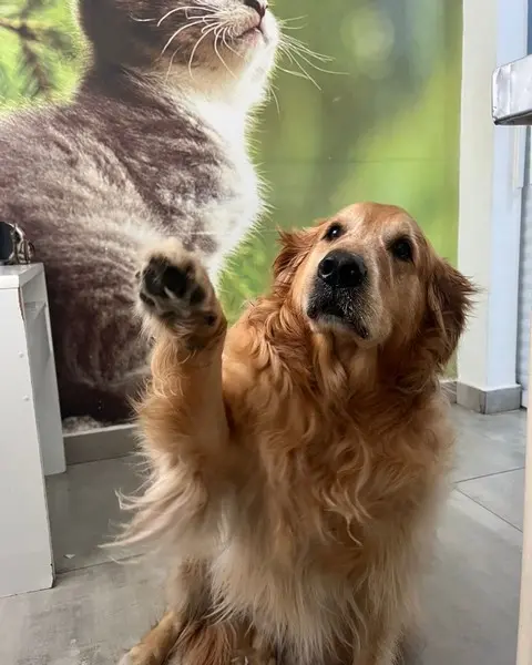 Vacinas para cachorro em Osasco