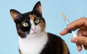 Veterinária especialista em gatos em Osasco