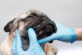 Veterinária especialista em pele de cachorro
