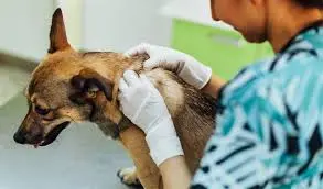 Veterinária especialista em pele de cachorro