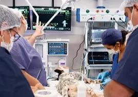 Veterinário com internação de urgência