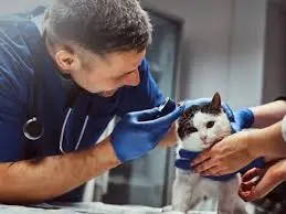 Veterinário otorrino